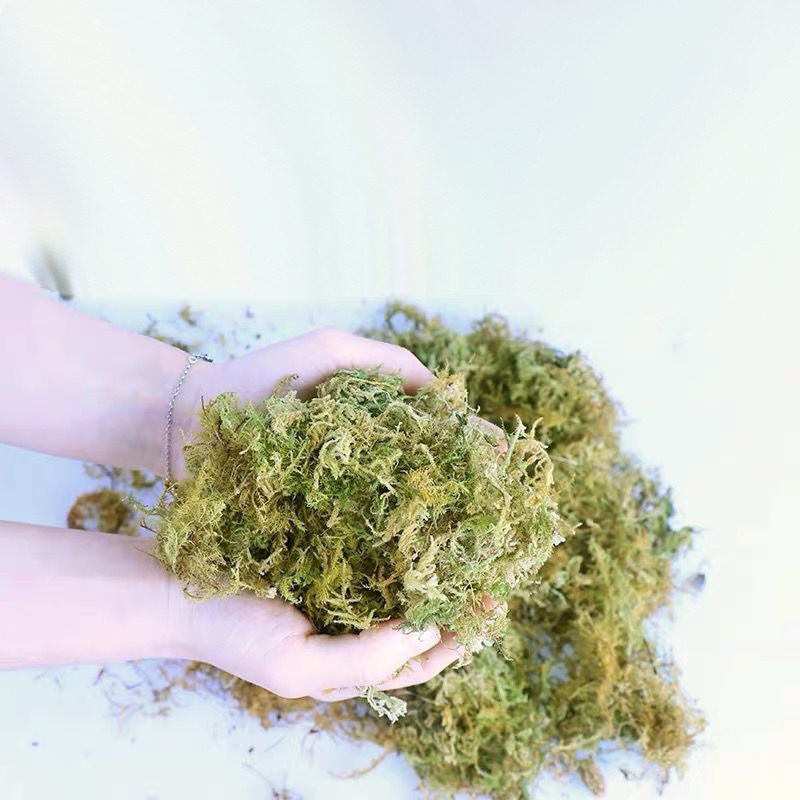 Musgo Seco Natural para Terrár - Preserved Moss Sheet avaliação e preço
